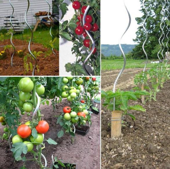 GROWING SPIRALS PLANT SUPPORT
